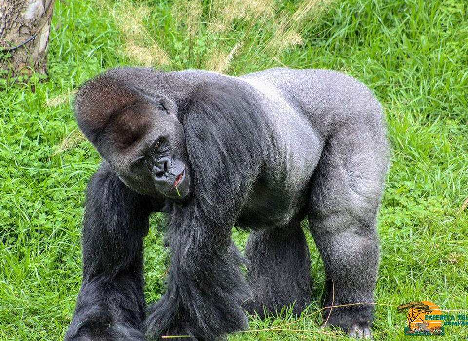 How Many Types of Gorillas Exist in Uganda?