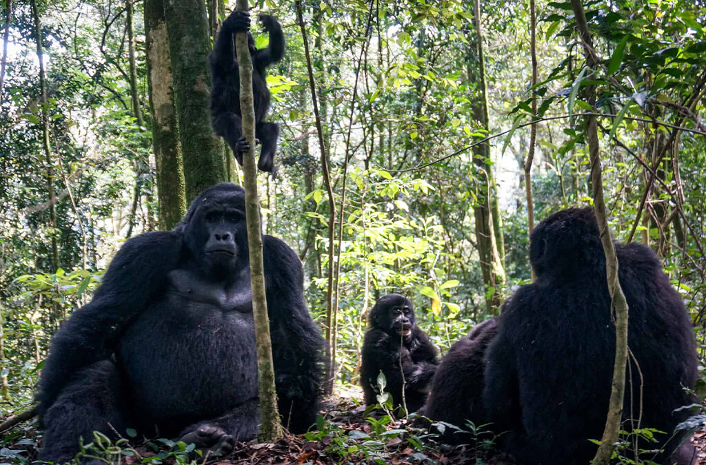 Why Uganda Is Still the Best Gorilla Trekking Destination