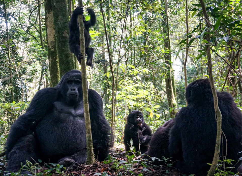 Why Uganda Is Still the Best Gorilla Trekking Destination
