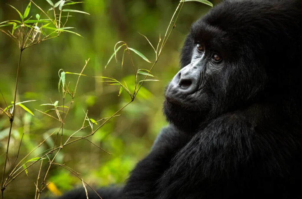 Why Uganda Is a Primate Lover’s Paradise