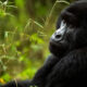 Why Uganda Is a Primate Lover’s Paradise