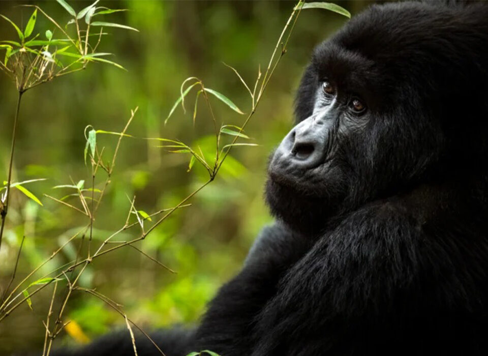 Why Uganda Is a Primate Lover’s Paradise