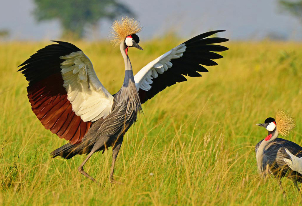 Why Uganda Is a Primate Lover’s Paradise