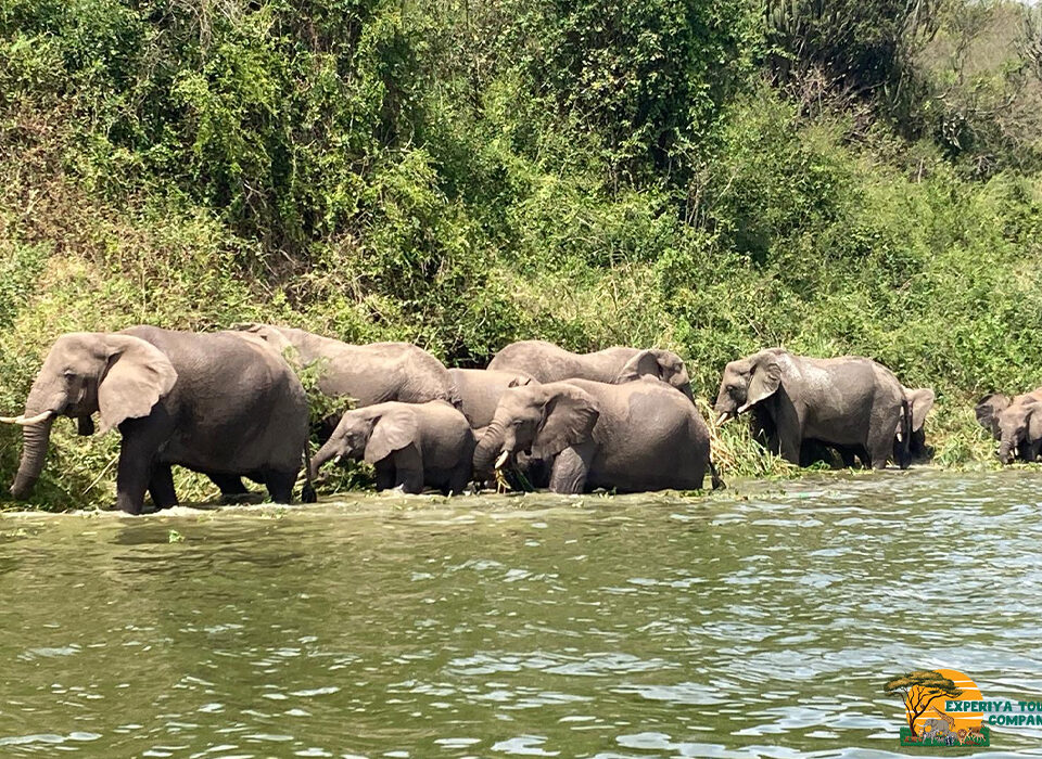 Top Most Animals to See on a Uganda Safari
