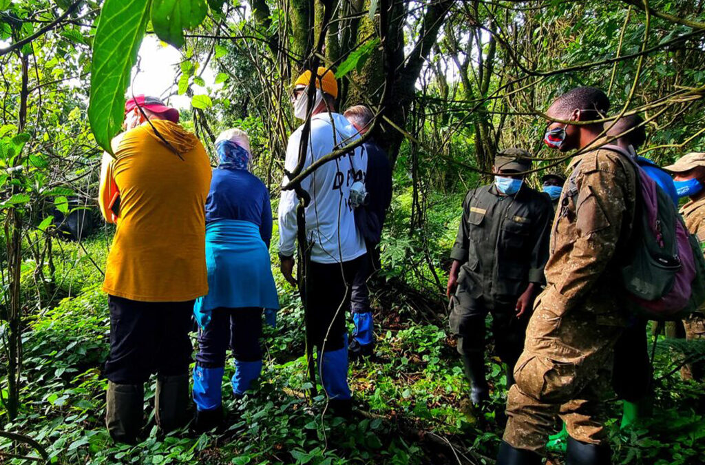 Trekking Mountain Gorillas in Mgahinga National Park from Musanze
