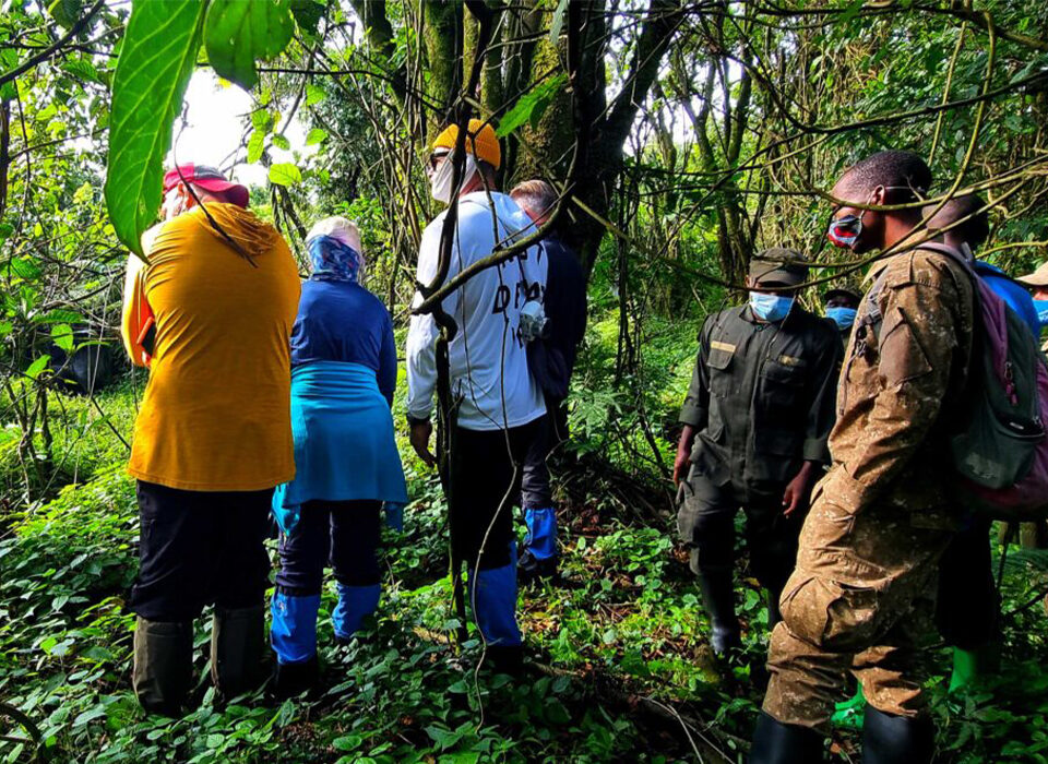 Trekking Mountain Gorillas in Mgahinga National Park from Musanze
