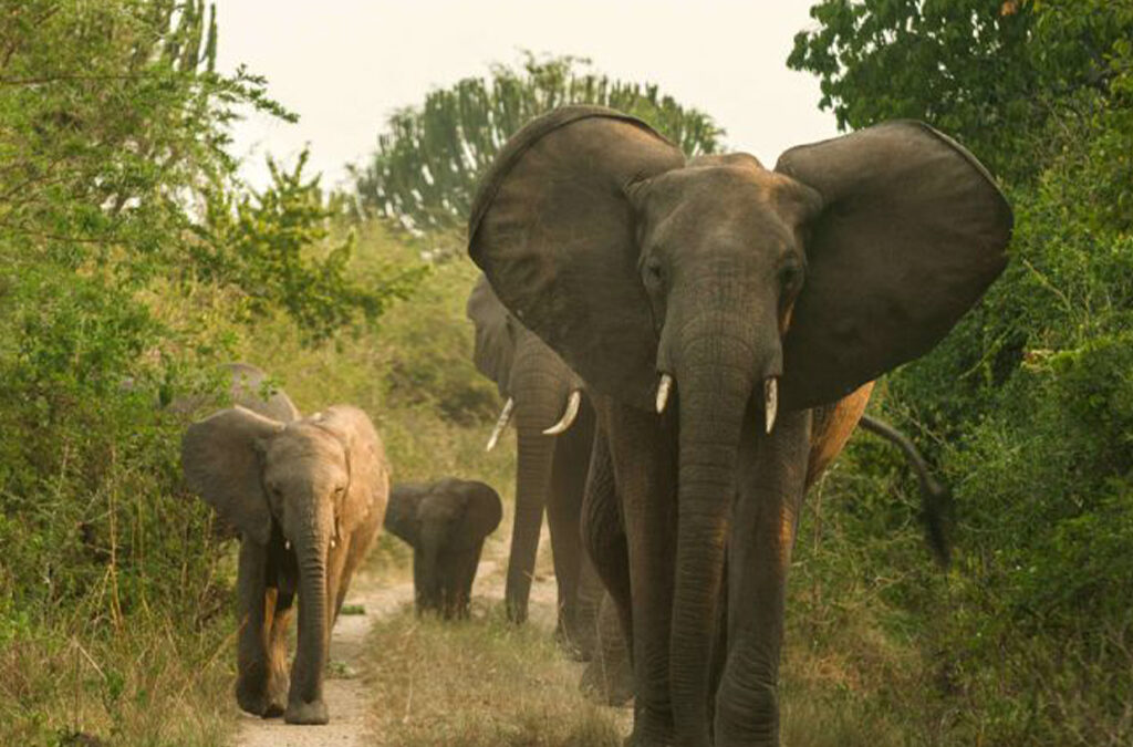 10 Days Uganda Rwanda Safari