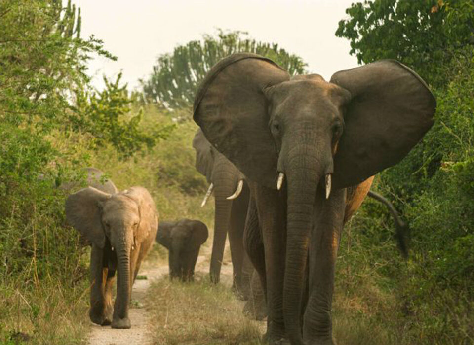 10 Days Uganda Rwanda Safari