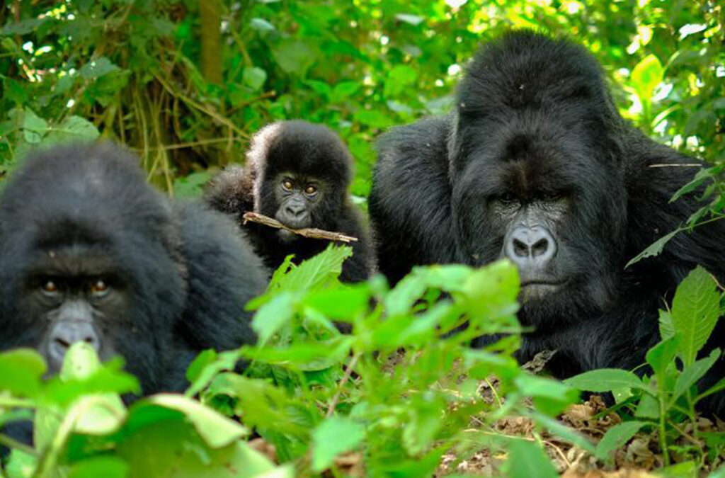3 Days Rwanda Gorilla Trekking Safari