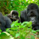 3 Days Rwanda Gorilla Trekking Safari