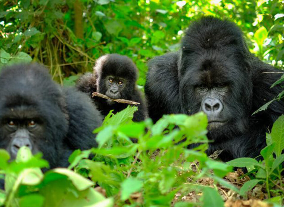3 Days Rwanda Gorilla Trekking Safari
