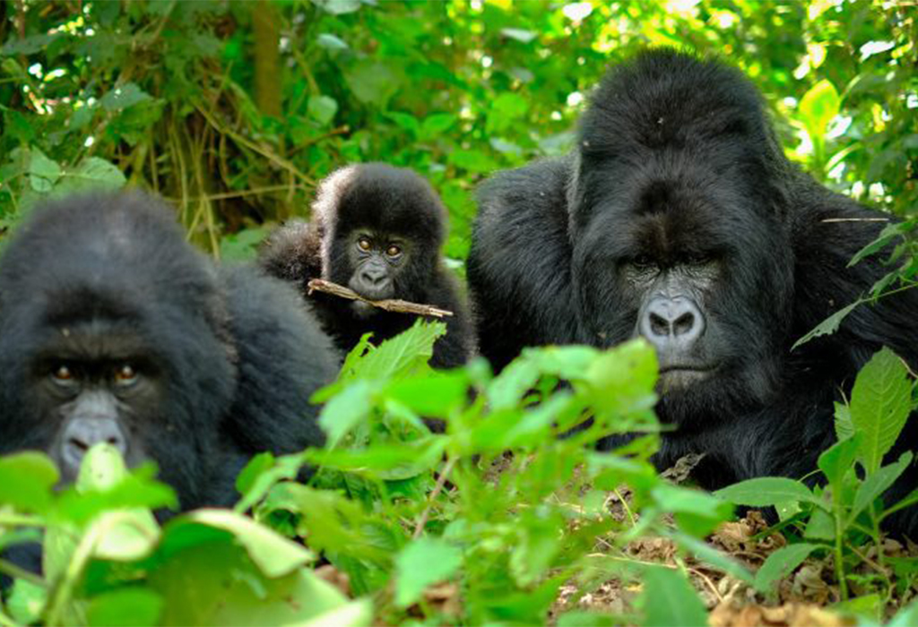 3 Days Rwanda Gorilla Trekking Safari