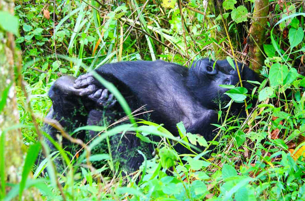 3 Days & 2 Nights Uganda Fly-In Gorilla Habituation Experience