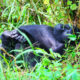 3 Days & 2 Nights Uganda Fly-In Gorilla Habituation Experience
