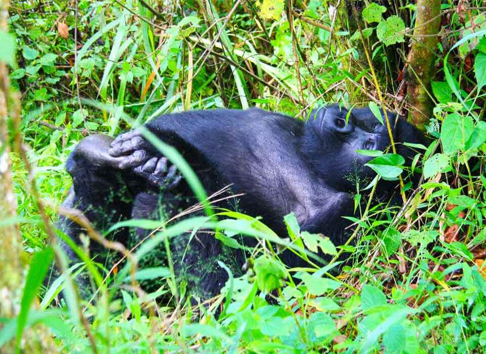 3 Days & 2 Nights Uganda Fly-In Gorilla Habituation Experience