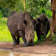 3-Day Ziwa Rhino & Murchison Falls Safari Uganda