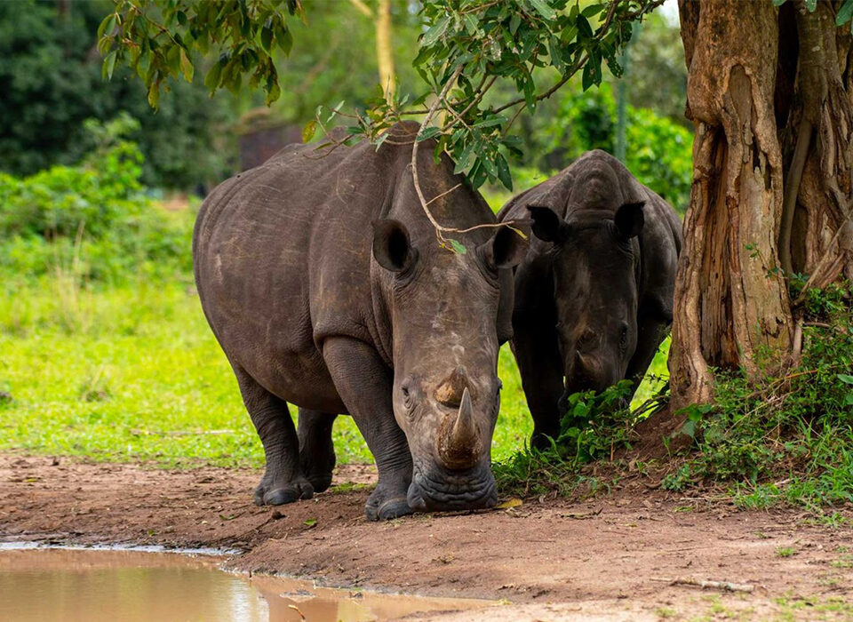 3-Day Ziwa Rhino & Murchison Falls Safari Uganda