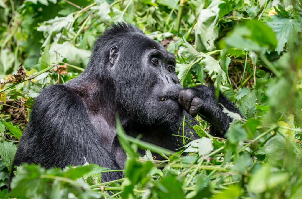 4 Days Uganda Gorilla Trekking & Lake Bunyonyi Safari