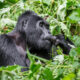 4 Days Uganda Gorilla Trekking & Lake Bunyonyi Safari