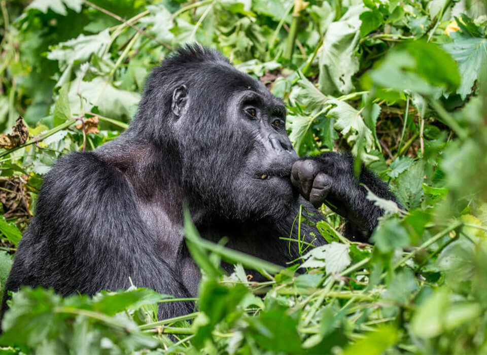 4 Days Uganda Gorilla Trekking & Lake Bunyonyi Safari