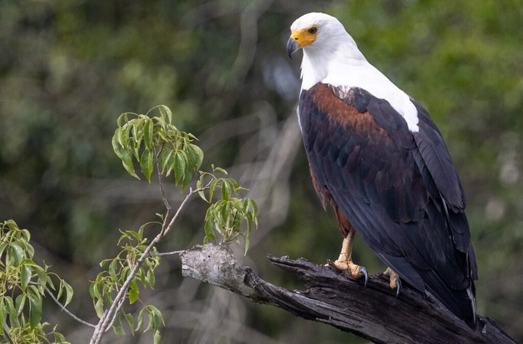 4 Days Birding in Murchison Falls National Park Tour