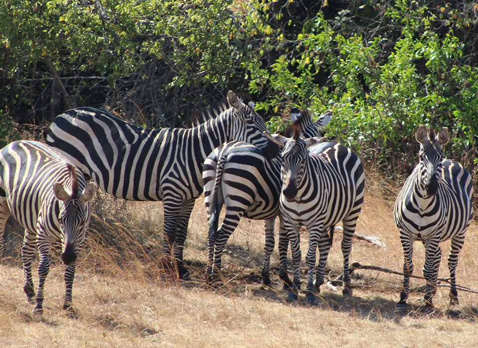 Best National Parks to Visit in Rwanda with Experiya Tour Company