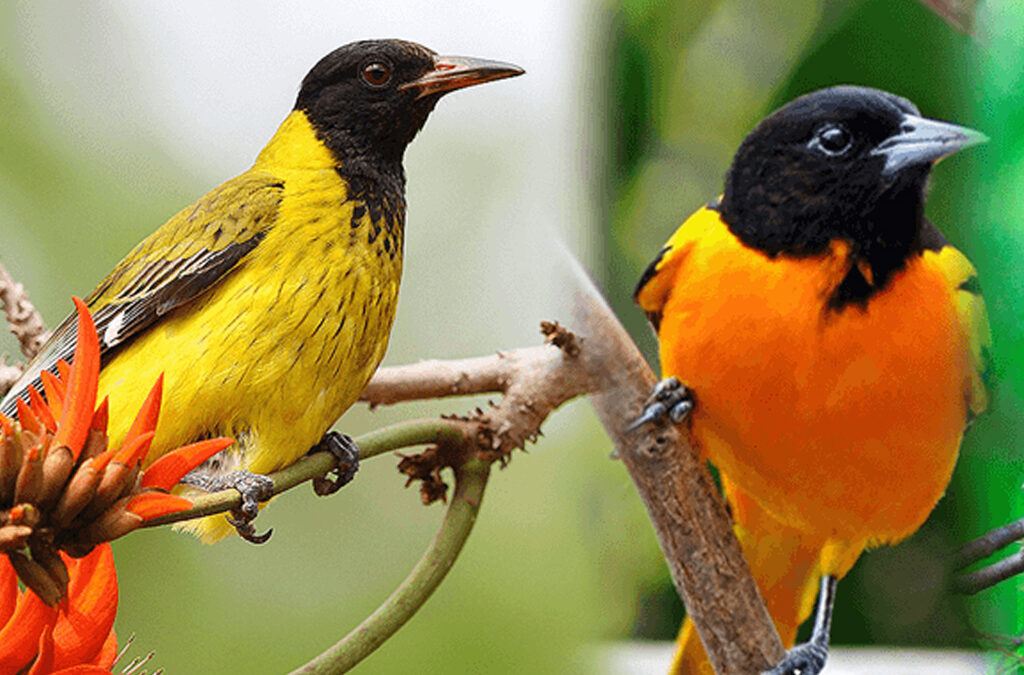 Birding in Mubwindi Swamp Trail Ruhija  