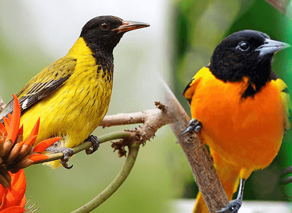 Birding in Mubwindi Swamp Trail Ruhija  