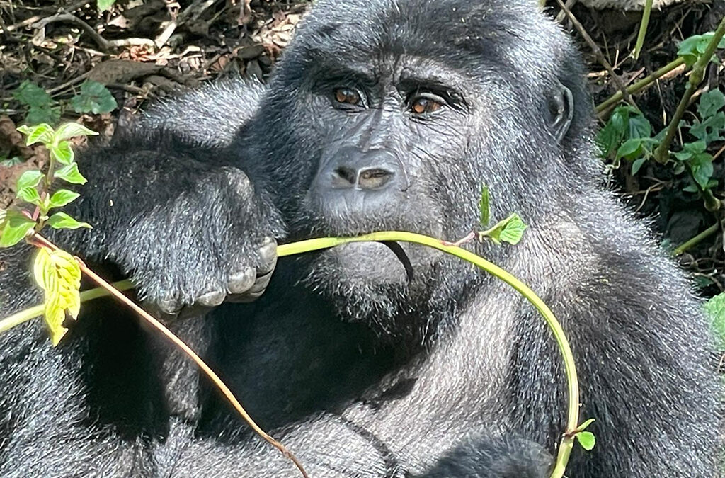 Why Bwindi Is the Ultimate Destination for Gorilla Trekking