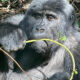 Why Bwindi Is the Ultimate Destination for Gorilla Trekking