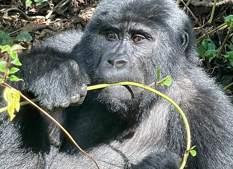 Why Bwindi Is the Ultimate Destination for Gorilla Trekking