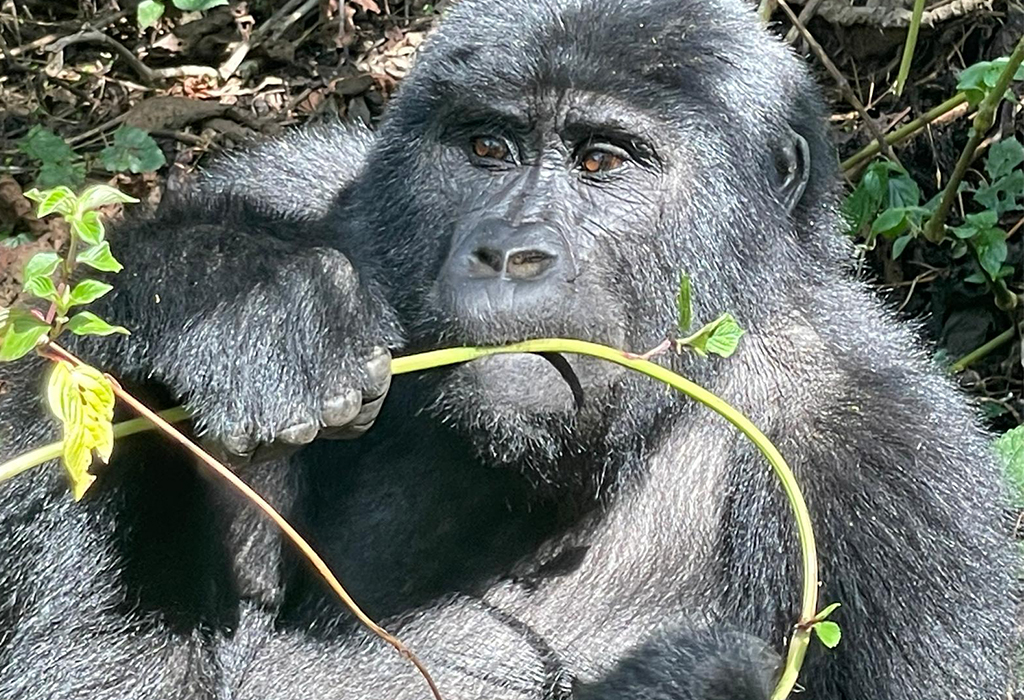 Why Bwindi Is the Ultimate Destination for Gorilla Trekking