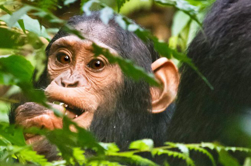 Off-Season Primate Safaris in Uganda
