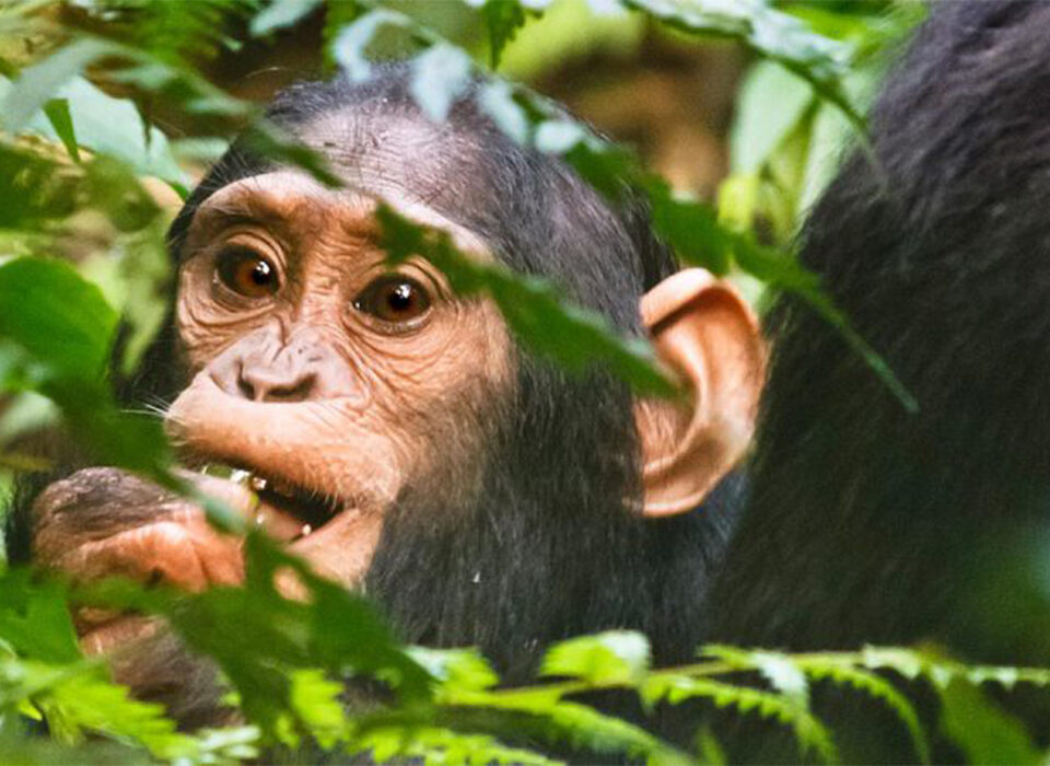 Off-Season Primate Safaris in Uganda