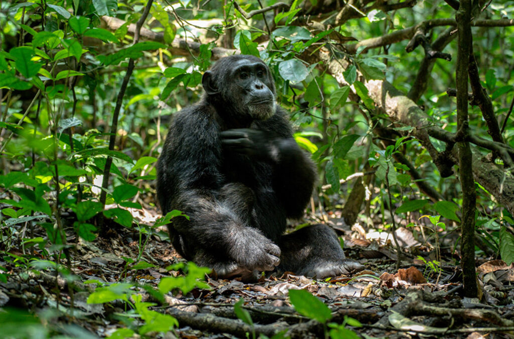The New Chimpanzee Trekking Price for Kalinzu and Budongo Forest