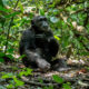 The New Chimpanzee Trekking Price for Kalinzu and Budongo Forest