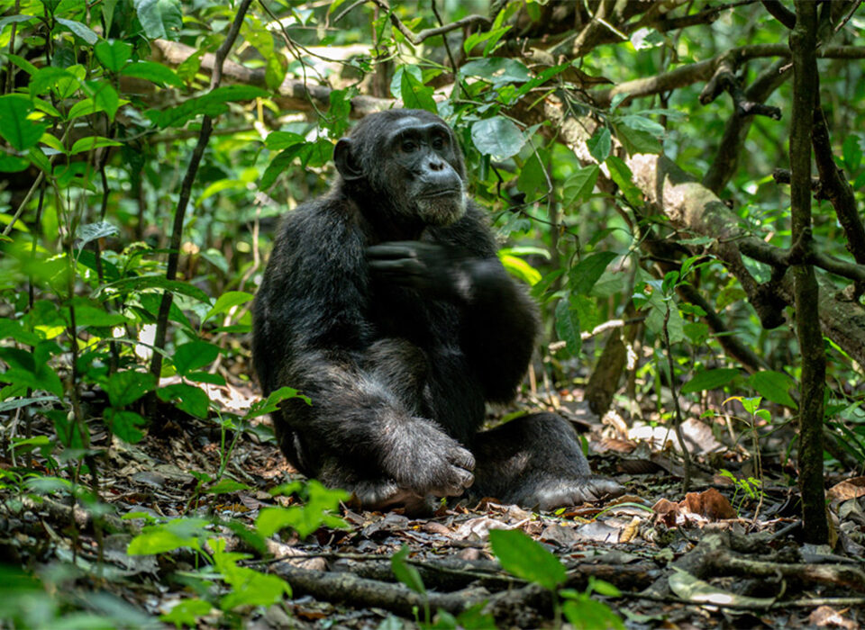 The New Chimpanzee Trekking Price for Kalinzu and Budongo Forest