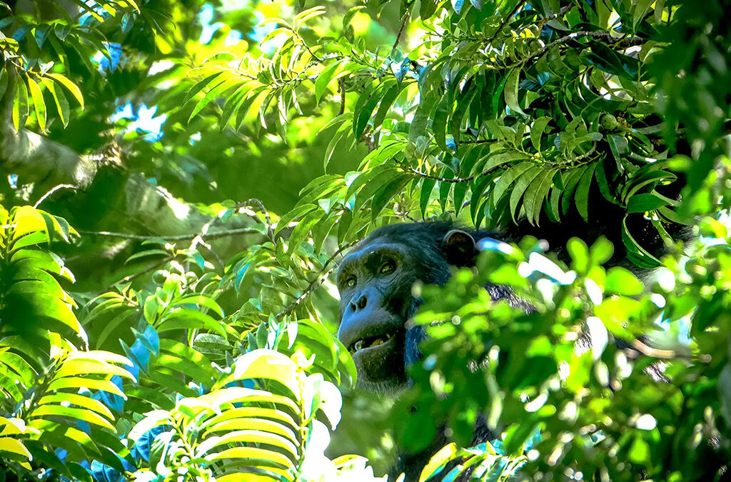 Chimpanzee Trekking in Uganda and Rwanda: The Ultimate Guide