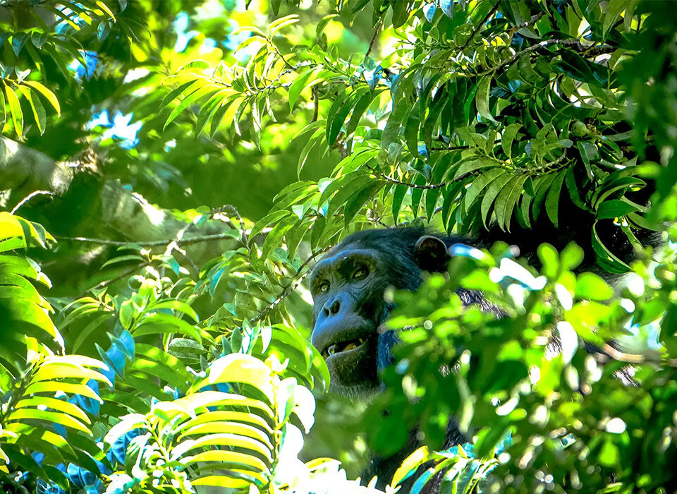 Chimpanzee Trekking in Uganda and Rwanda: The Ultimate Guide