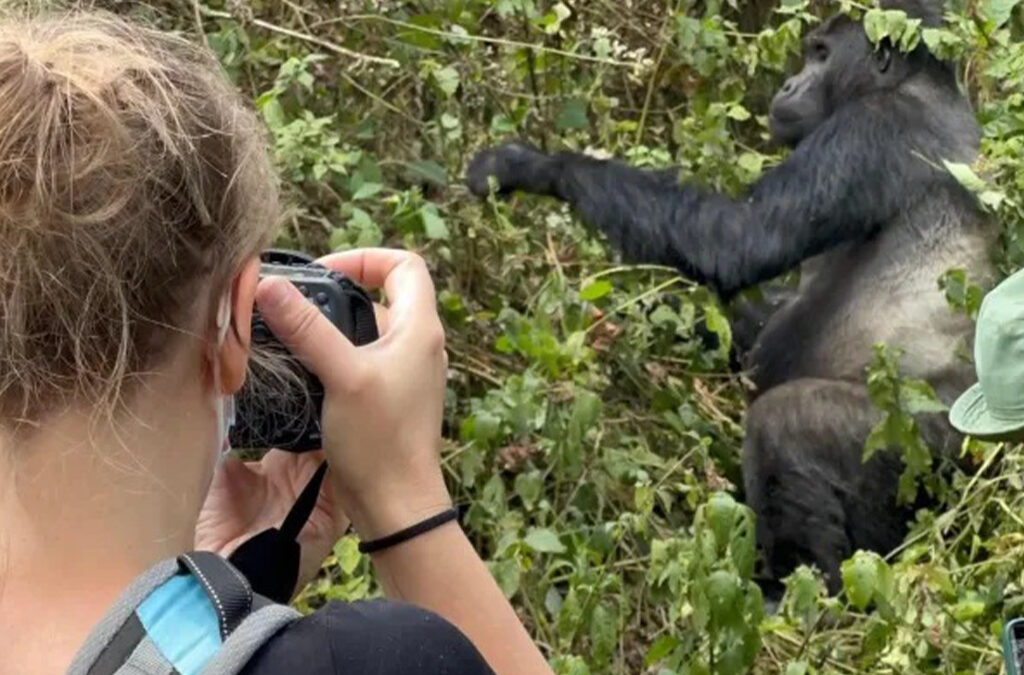 Gorilla Tracking Rules & Regulations
