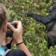 Gorilla Tracking Rules & Regulations