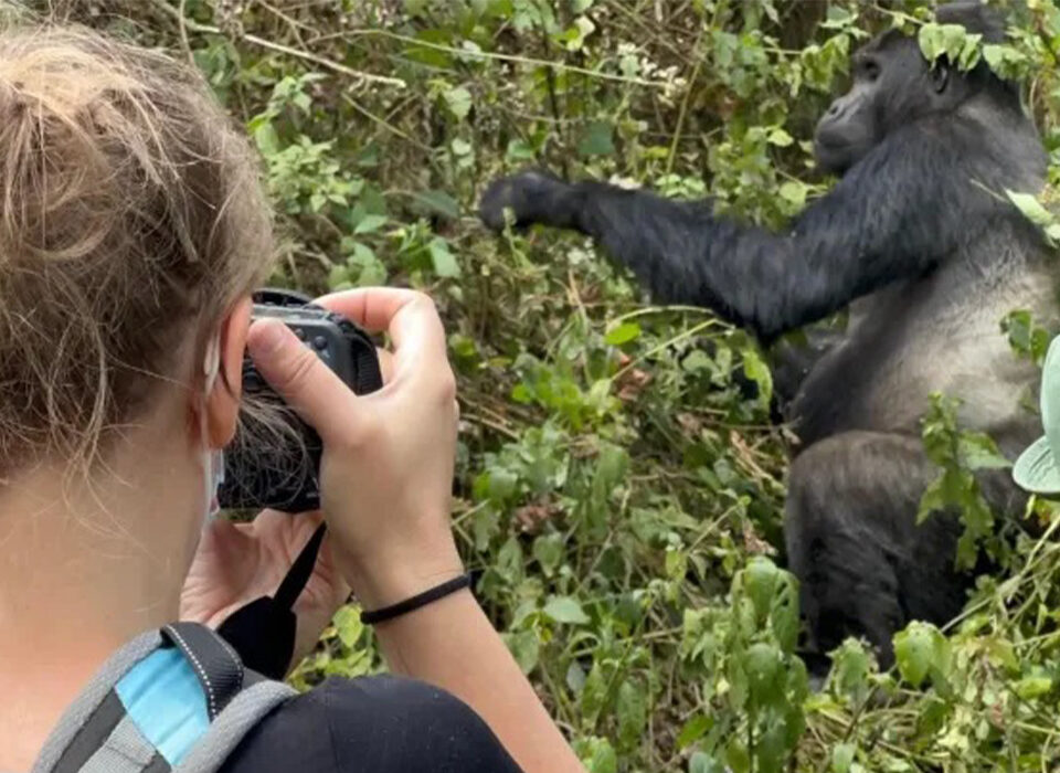 Gorilla Tracking Rules & Regulations
