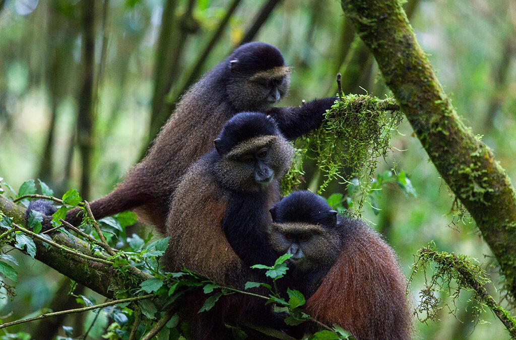 2 Days Golden Monkey Trekking in Volcanoes National Park
