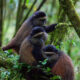 2 Days Golden Monkey Trekking in Volcanoes National Park