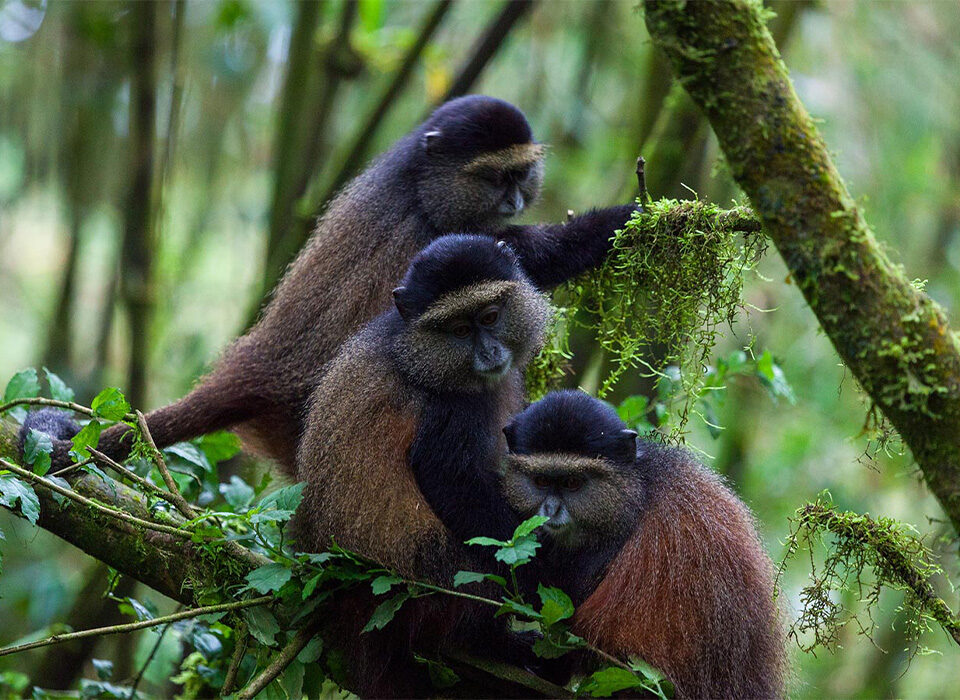 2 Days Golden Monkey Trekking in Volcanoes National Park