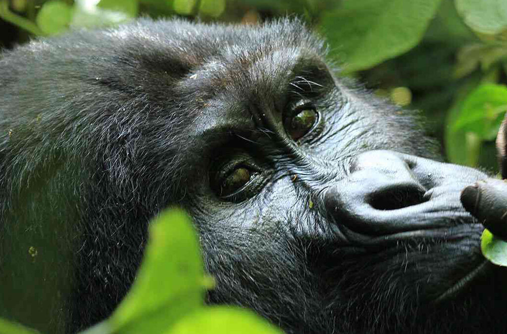 4 Days Uganda Double Gorilla Trekking Safari