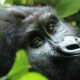 4 Days Uganda Double Gorilla Trekking Safari