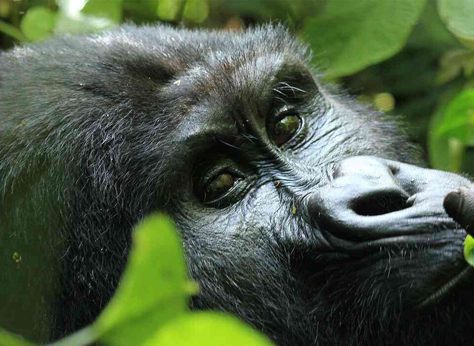 4 Days Uganda Double Gorilla Trekking Safari