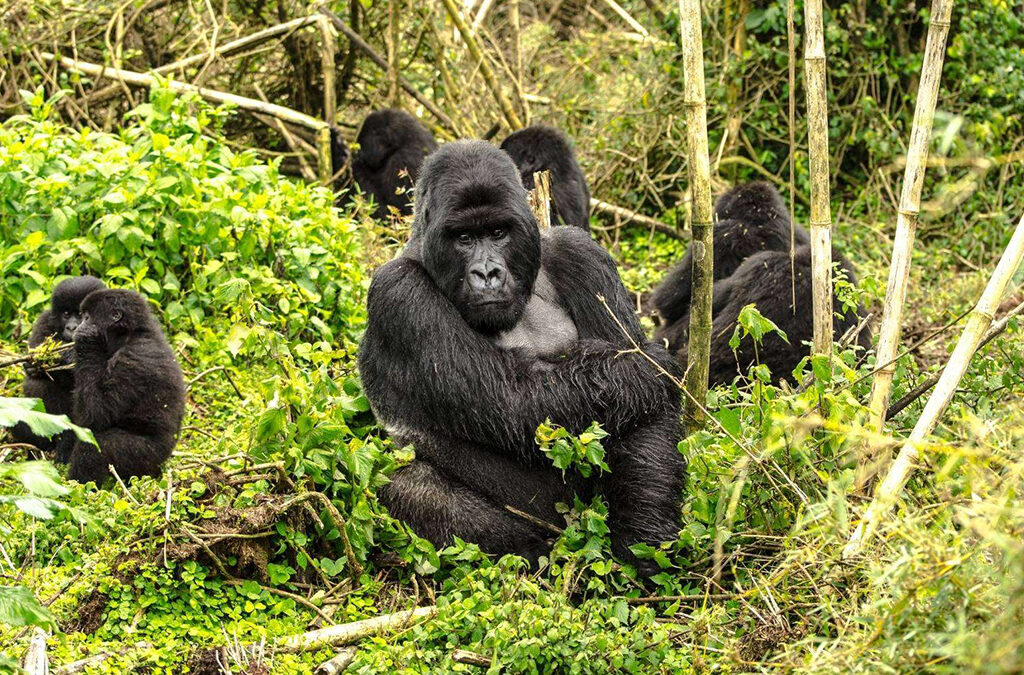 Emotional Gorilla Encounter
