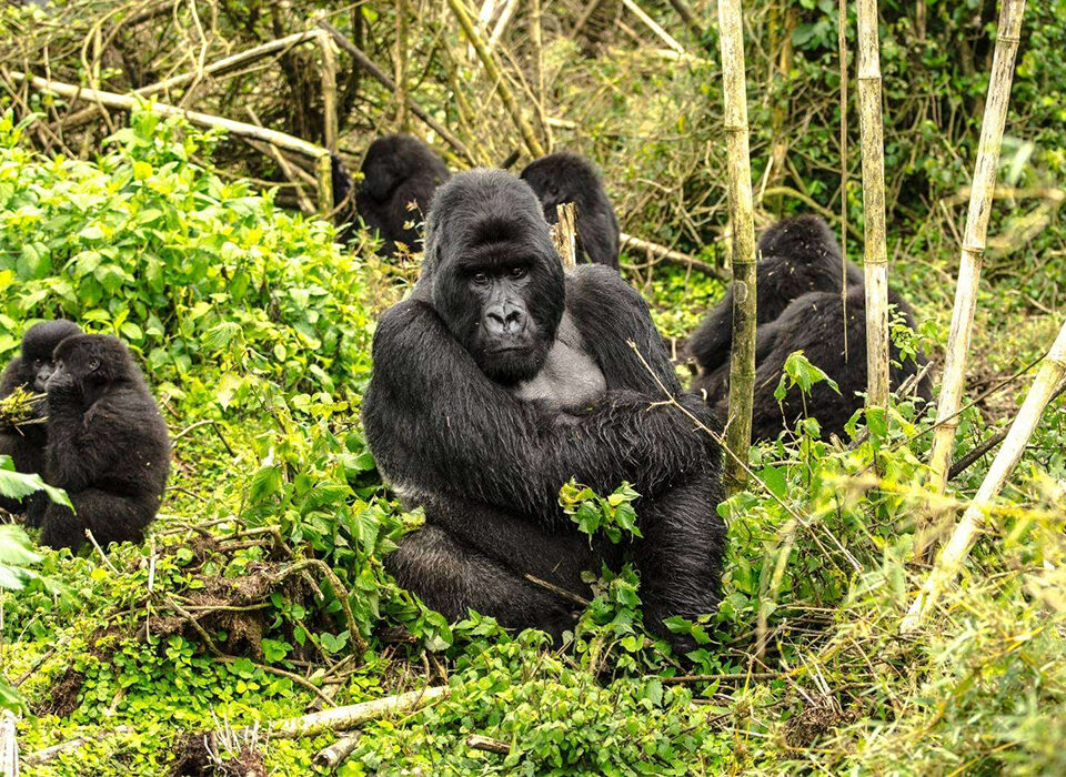 Emotional Gorilla Encounter